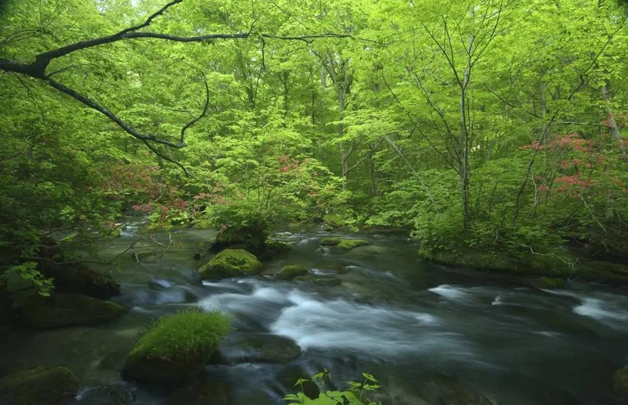 [Aomori Departure] Forest Walk Day Trip: Oirase Stream & Lake Towada & Statue of the Maiden & Towada Shrine | Minimum 4 people required, Private transfer, Multilingual service (Aomori Prefecture)