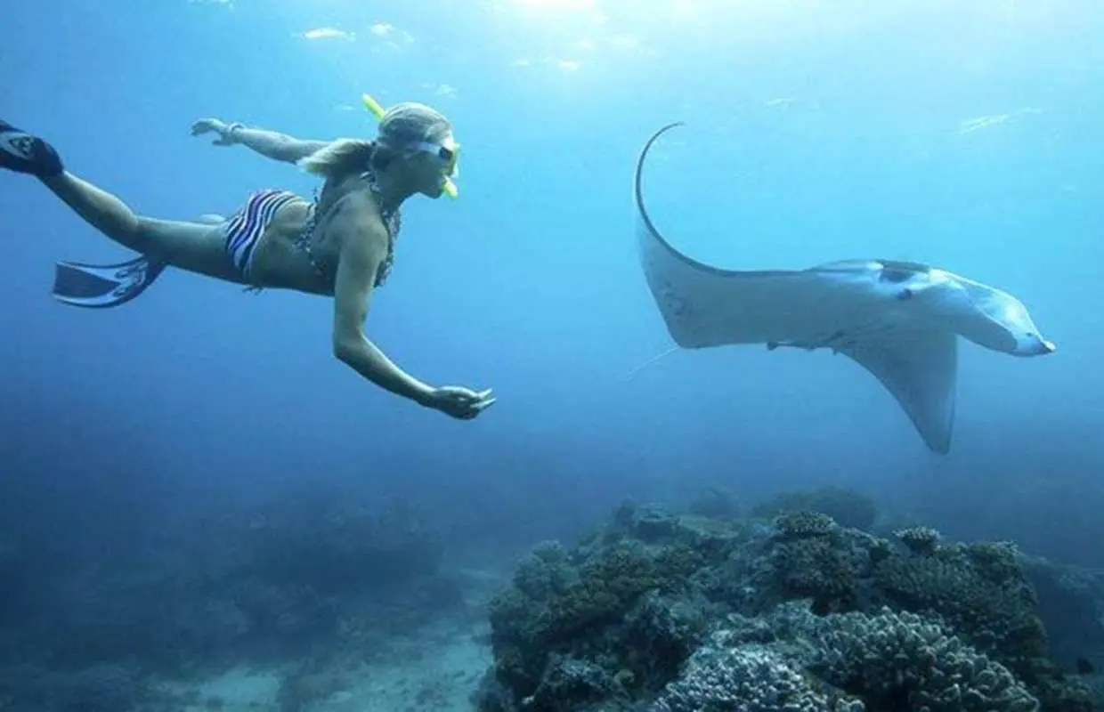 Bali Nusa Penida 4-Point Snorkeling Tour | Swim with Manta Rays, Crystal Bay & Gamat Bay Adventure | Departure from Bali