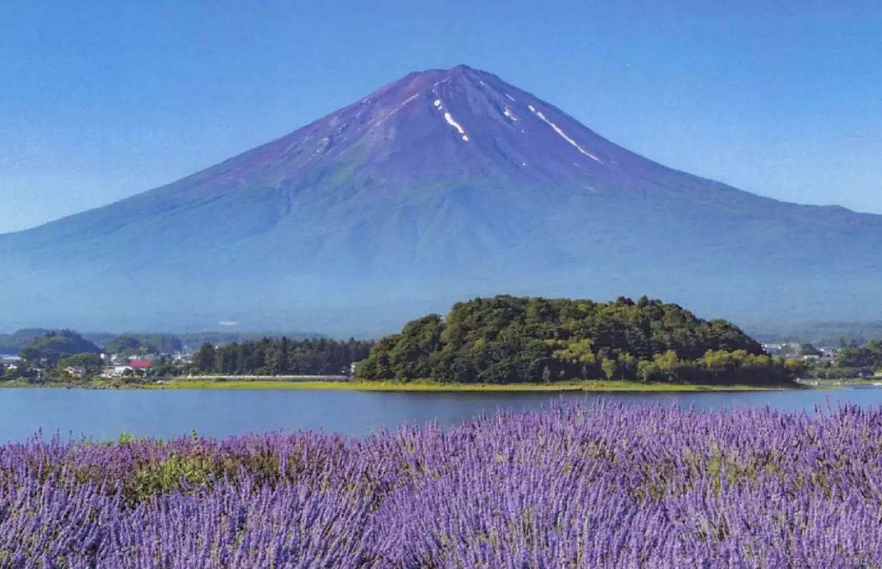 [Enjoy HKD500 off per person if you book before July] Mt. Fuji Flower Field and Hot Spring 2-Day Tour | From HKD$2299/person | Oishi Park Flower Field + Akeno Sunflowers | 1900m Panoramic View of Kiyosato Kogen | Stay in a Yagaku Forest Cabin + Seasonal Fruit Picking Experience | Departs from Tokyo