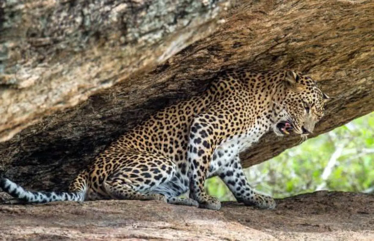 From Jodhpur : A Day Trip of Ranakpur Jain Temple, Kumbhalgarh Fort and Jawai Leopard Safari.