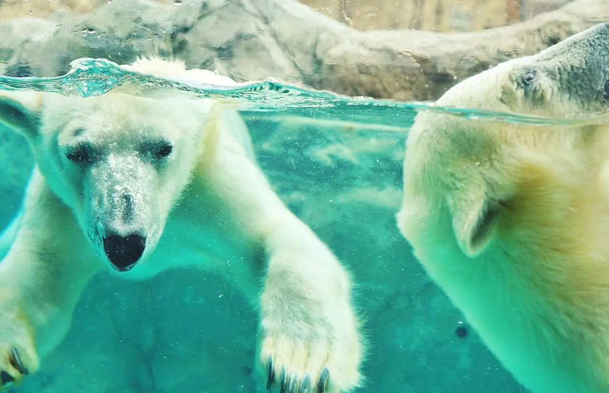 札幌発｜旭山動物園・青い池・ファーム富田 日帰りバスツアー｜オプション：富良野ランチバイキング