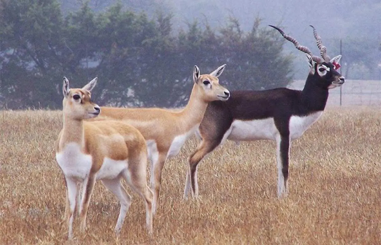 從焦特布爾出發：比什諾伊村野生動物園之旅，享用正宗拉賈斯坦邦美食。