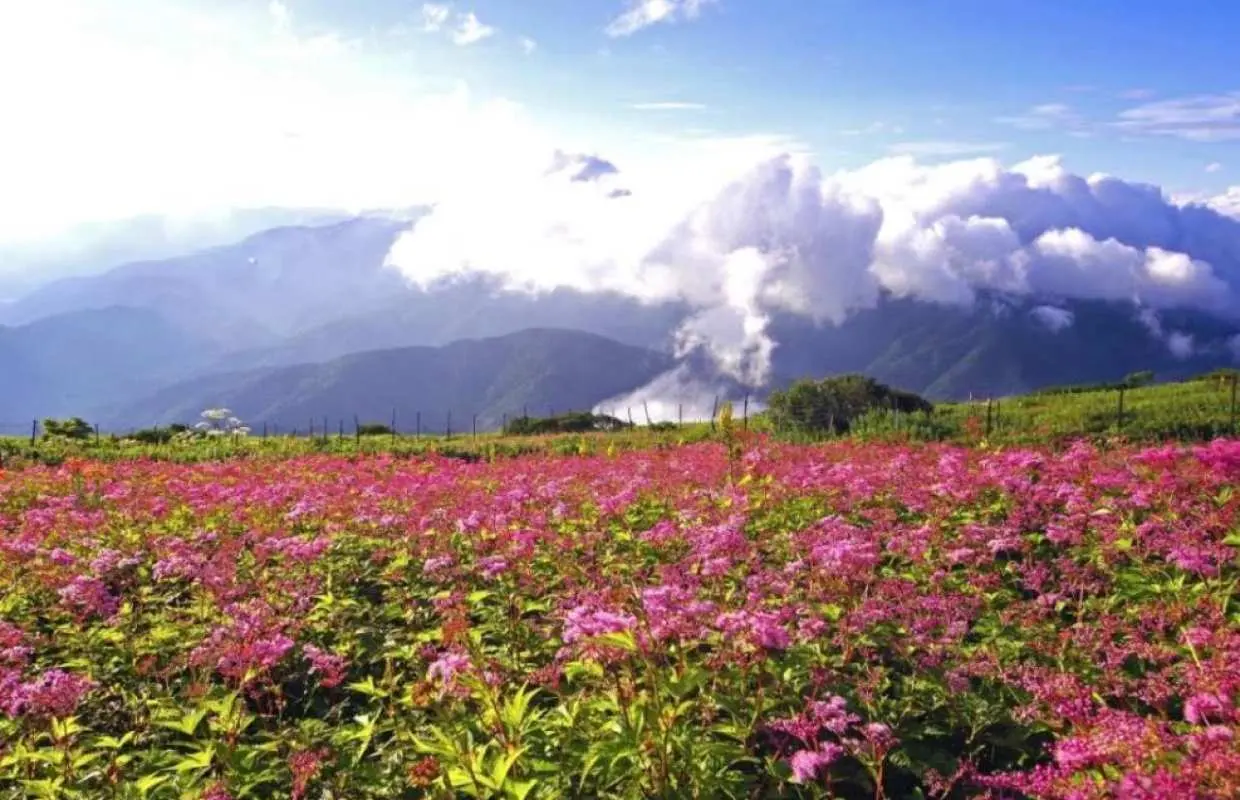 在伊吹山美麗涼爽的景色中健行，欣賞雲上花海 [從梅田、難波、京都、奈良出發]