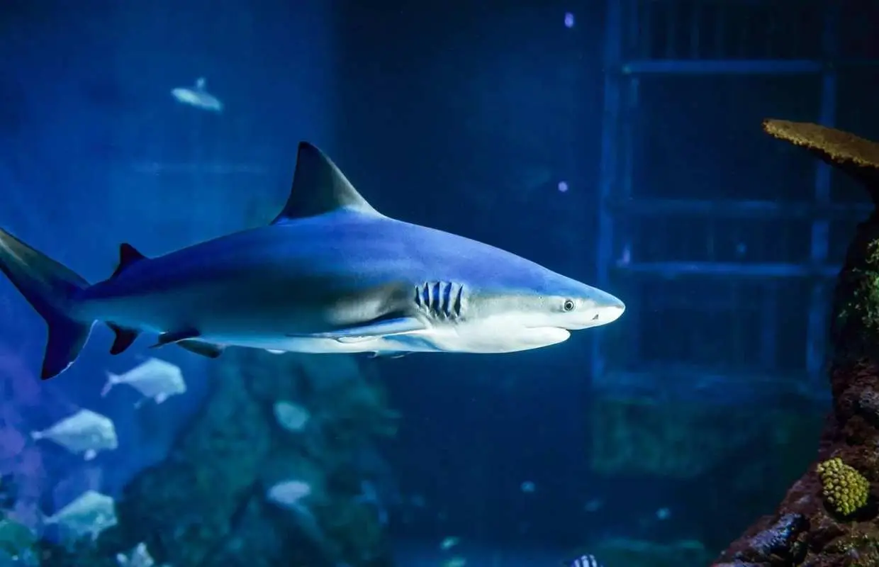 Bali Marine Safari Adventure | Interactive Marine Life Experience | Departure from Bali