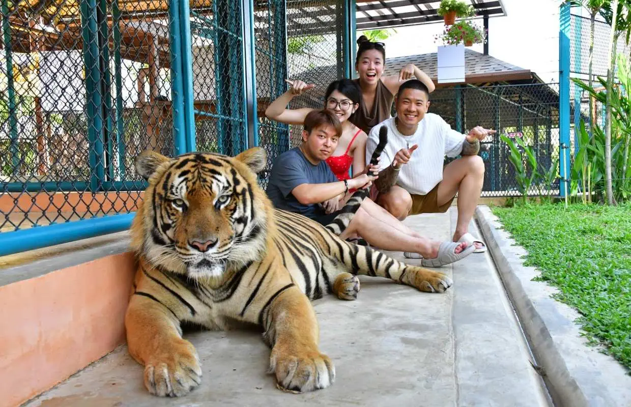 Tiger Park Kathu Phuket | Thailand