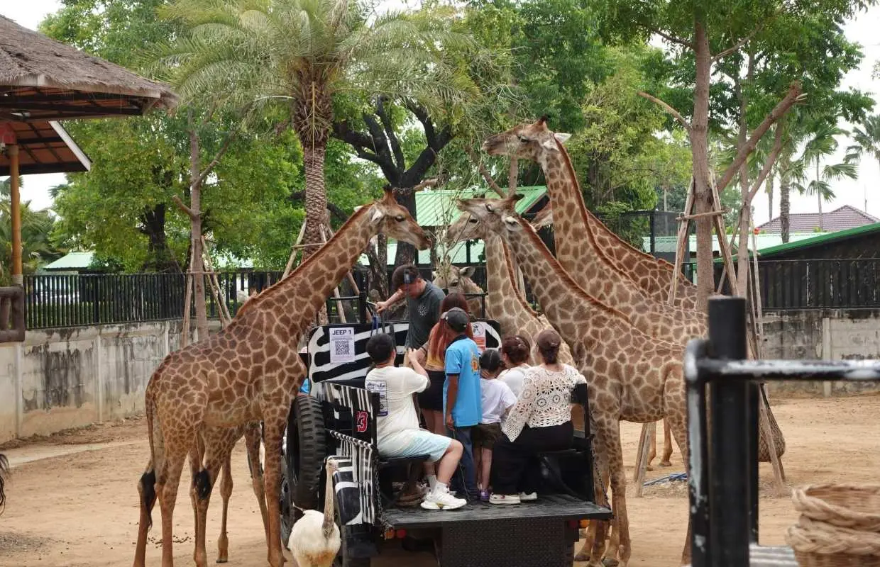 泰國大城包車一日遊｜獅子王動物園、大象洗澡遊船、瑪哈泰寺