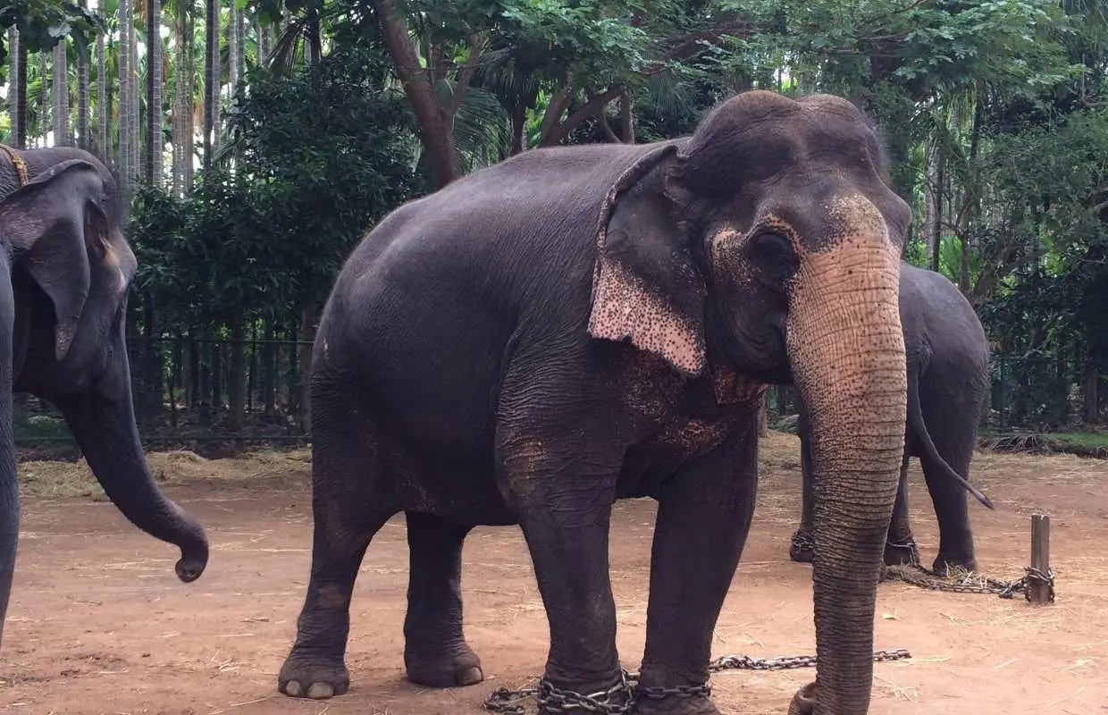 [Private Tour] Agra Sunrise Taj Mahal & Wildlife SOS Elephant Sanctuary | From Delhi