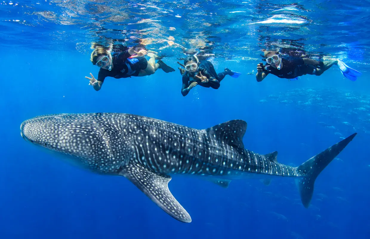 Boracay: Libertad Whale Shark Tour with Orientation – Meet the Gentle Giants of the Ocean
