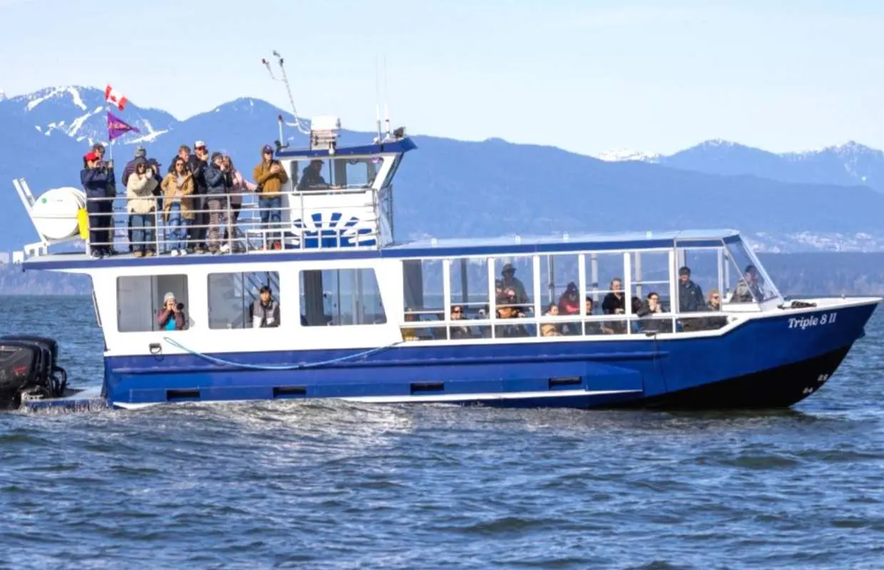 Whale watching season (April-October) | Half-day whale watching tour to the Salisley Islands, Gulf of Canada, from Steveston fishing village, Canada | Shuttle service available