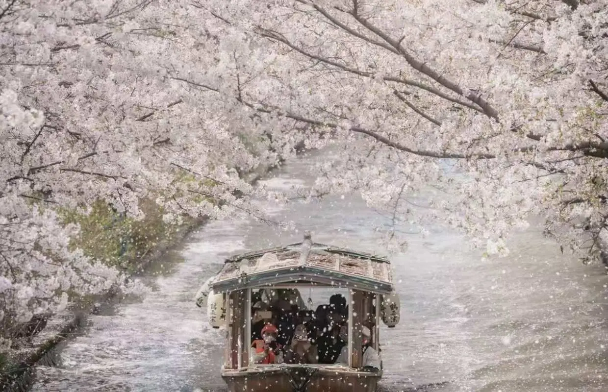 春日限定｜京都賞櫻10小時私人包車｜大阪／京都出發 伏見十石舟・醍醐寺・哲學之道吸睛亮點