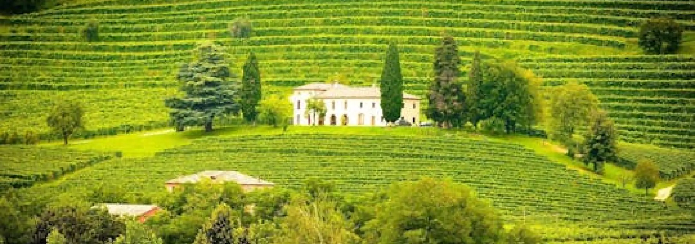 Willamette Valley wineries tour from Portland