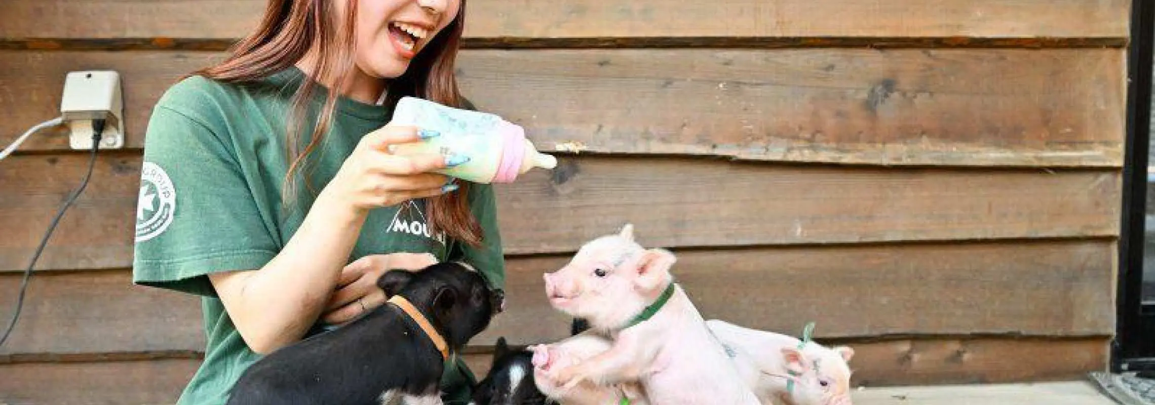 [Limited Time Offer] Wakayama, Gobo: Piglet Milk Care Experience