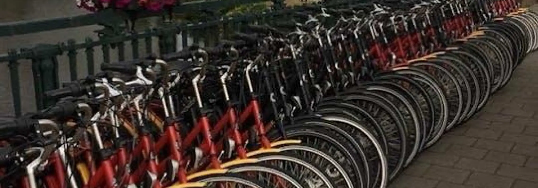 3-hour bike rental in Amsterdam with welcome coffee