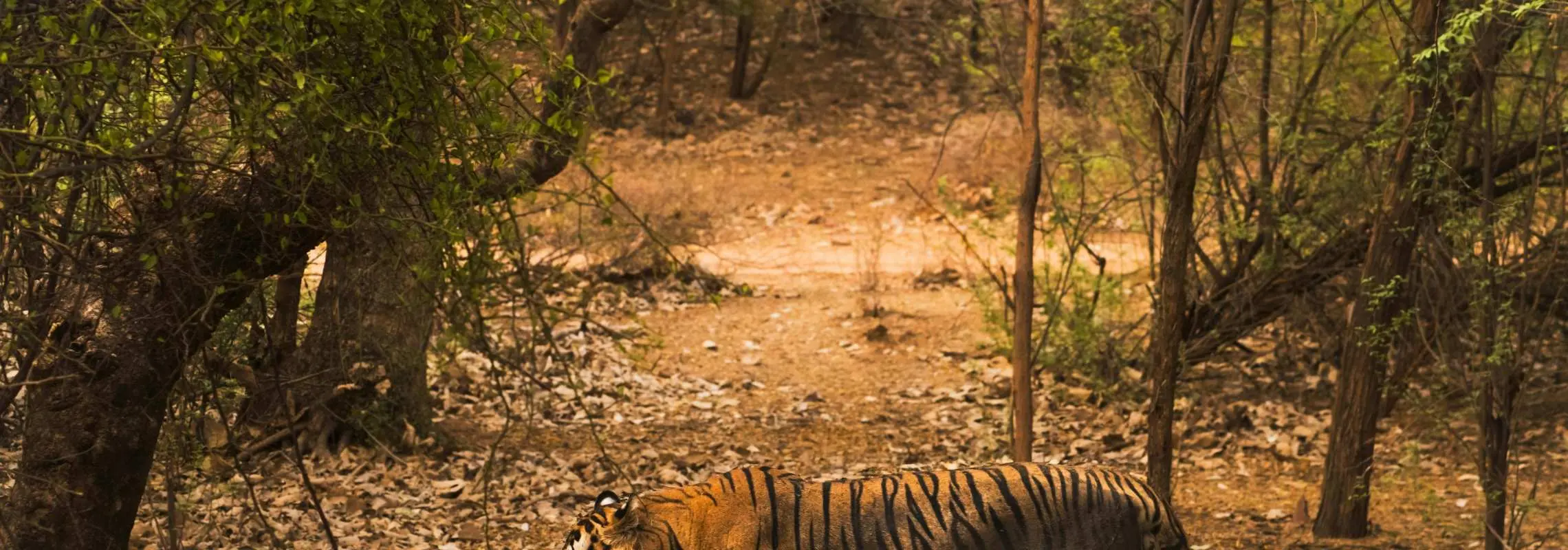 From Delhi: 3-Day Agra and Ranthambore 2 Tiger Safari Tour | India