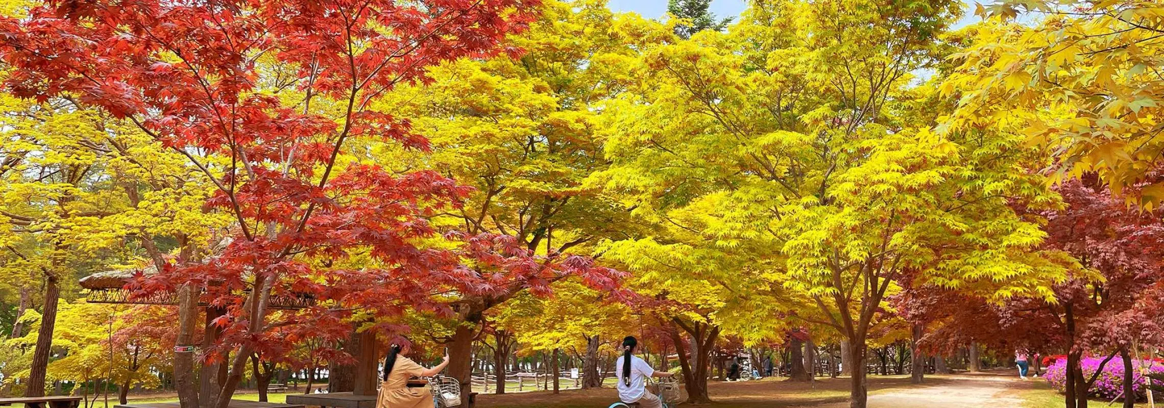 隠れた紅葉、カフェポクポ、南怡島（ナミソム）など | 日帰りツアー | ソウル発