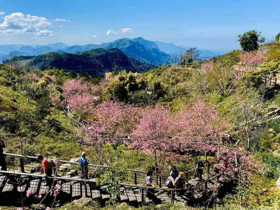 Vé tham quan Alishan Đài Loan - KKday