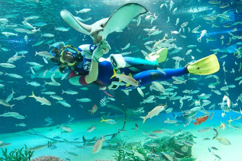 A diver interacting with various fish and a ray in the giant marine life tank at Ikebukuro Sunshine Aquarium, offering visitors a unique feeding and guided experience.