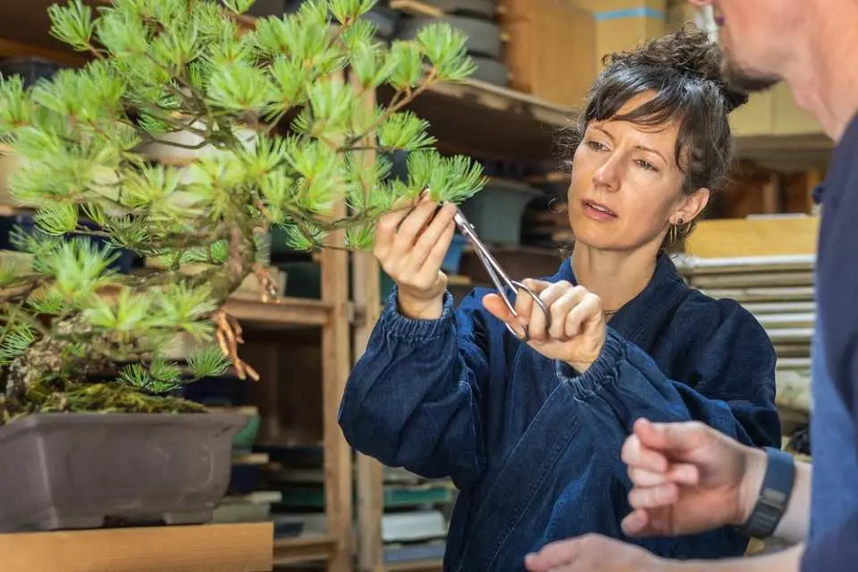 3D2N Ibaraki Workshop Tour from Tokyo: Bonsai Workshop at Treehouse Bonsai  | Japan - KKday