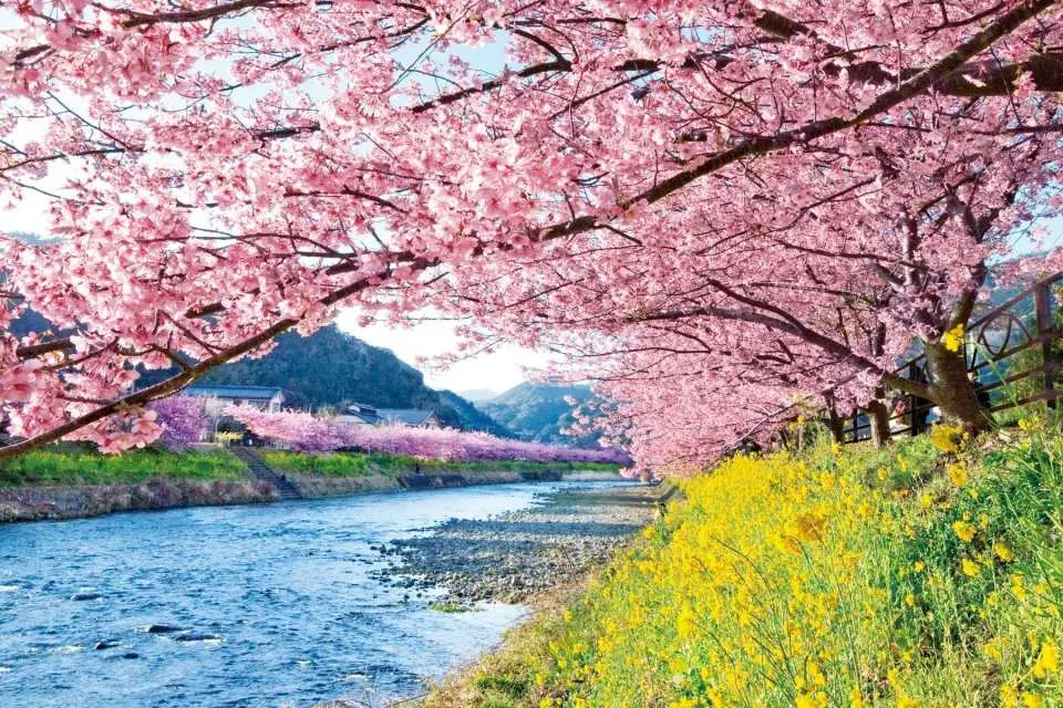 静岡河津桜＆富士山絶景ツアー｜伊豆パノラマパーク・いちご狩り（東京