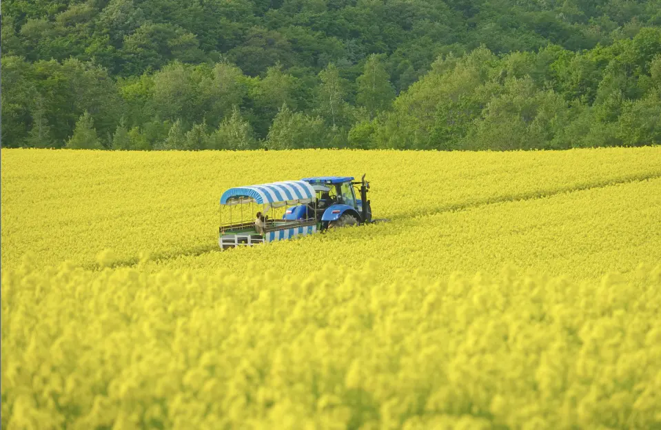 Hokkaido's early summer flower fields: tulips, rapeseed flowers