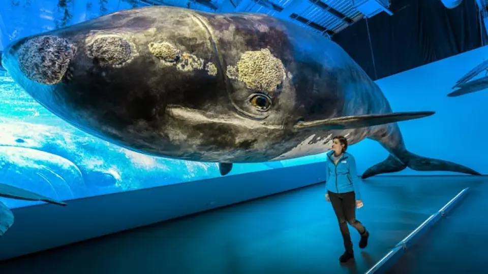 オーディオガイドとツアー付きのアイスランドのクジラの入場料 - KKday