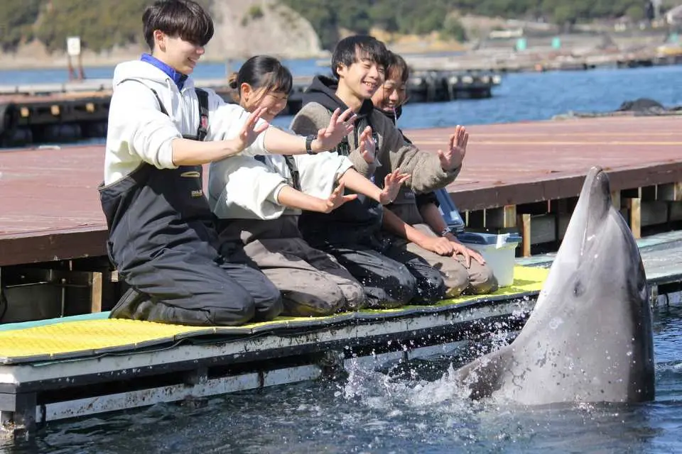ちいさなお子様もOK！海に入らずイルカとキスや握手ができる間近で