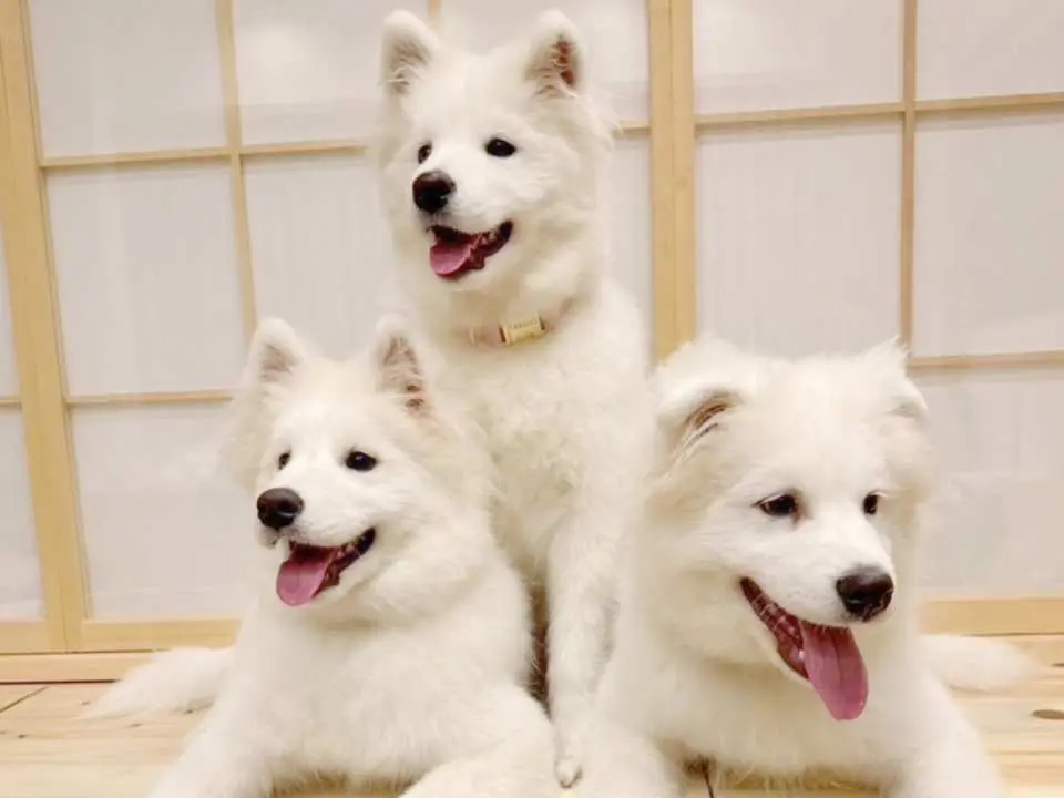 Samoyed Cafe Moffu Harajuku: Interactive Experience & Drinks - KKday