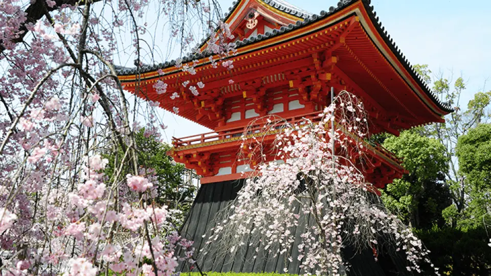 京都 仁和寺御室花まつり＆庭園見学チケット - KKday