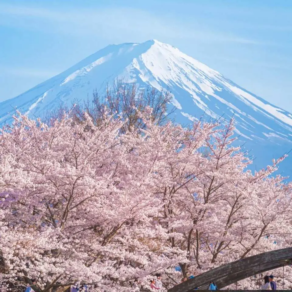 桜限定】日本の花見｜伊豆の桜と富士山河口湖大石公園桜まつり｜大室山