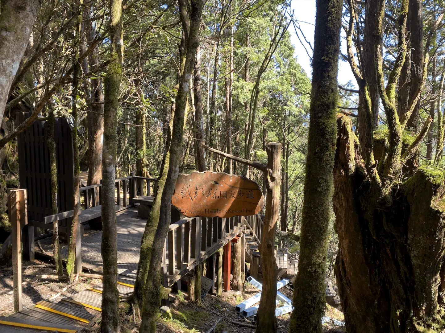 太平山見晴懷古步道，霧氣繚繞的原始森林中，蜿蜒木棧道與古老樹木營造出神秘幽靜的氛圍。