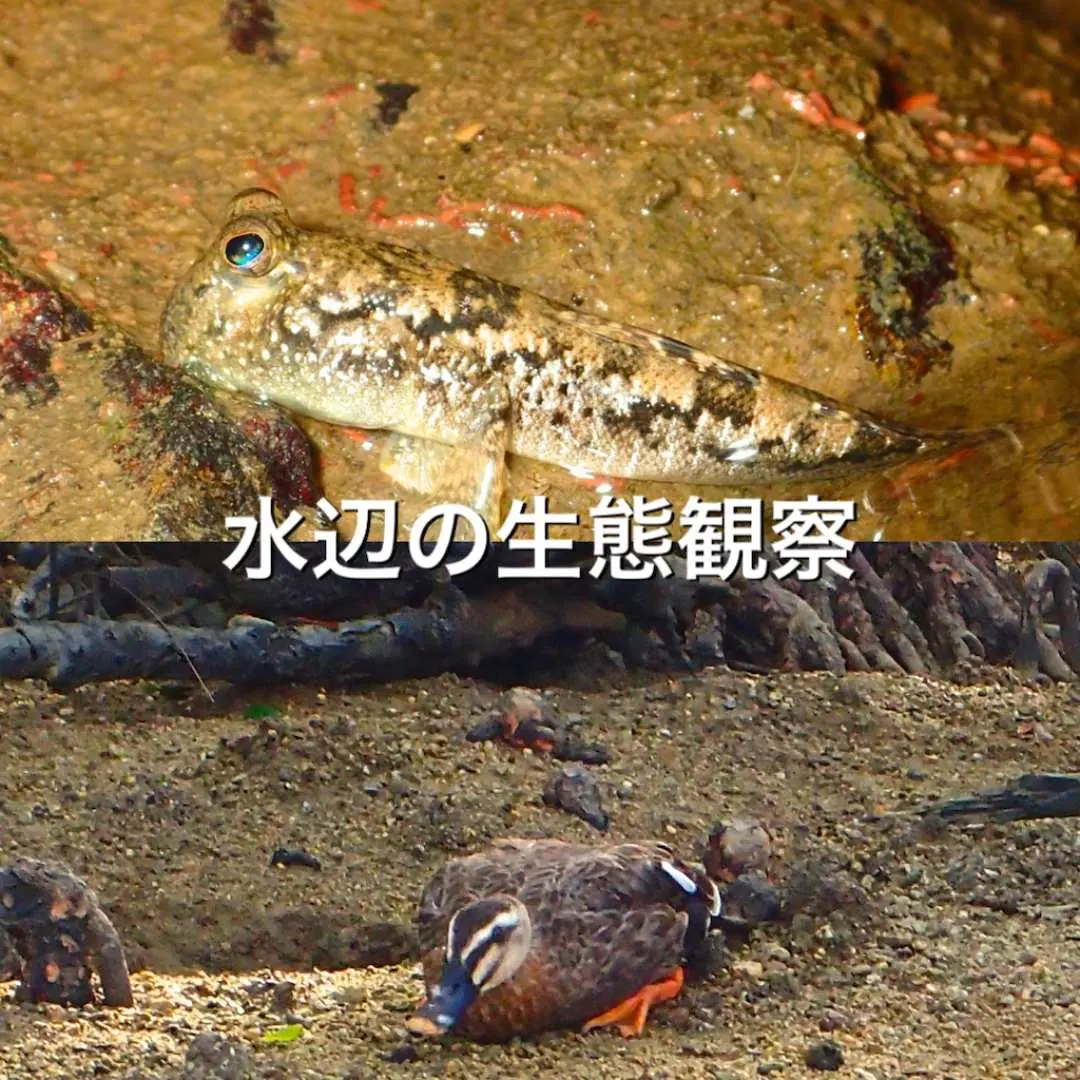 沖繩億首川紅樹林獨木舟體驗中的水邊生態觀察，上方是特寫鏡頭下的彈塗魚，下方則為一隻水鳥在河岸濕地邊棲息的畫面。