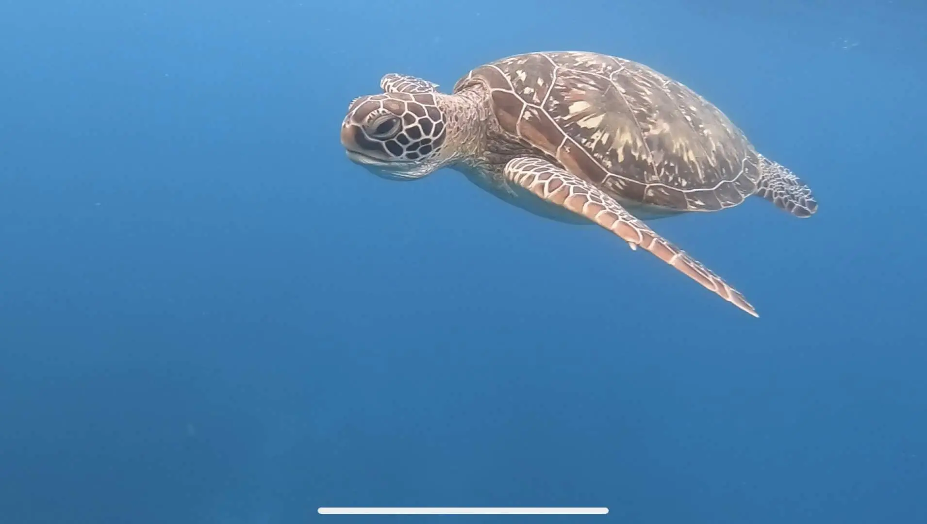 An elegant green sea turtle gracefully swims in the clear waters of Xiaoliuqiu, a key highlight of the semi-submarine glass boat marine life viewing experience.
