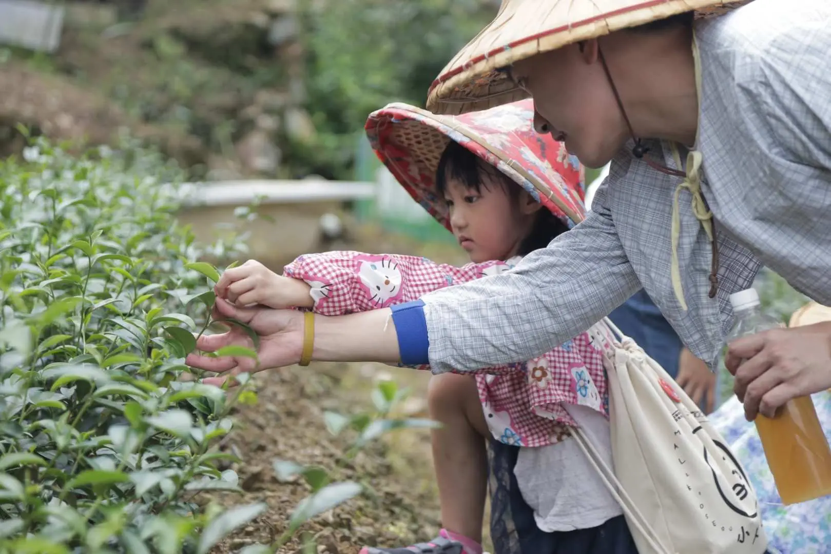 【鹿谷初鄉茶間】 921 大地震後，一群年輕人組成團隊返回家鄉鹿谷，改造廢棄製茶工廠和有機茶園，除了做茶也進一步推廣自己美好的家鄉。初鄉茶間附屬生態園區佔地2公頃，目前園區的臺灣原生植物約有2百多種，包括牛樟、桃實百日晴、百年鳳凰山、青鋼栗、蘭嶼月菊等。另有生態池，可觀賞荷花等水中植物、蜻蜓青蛙飛舞嘻戲，還有數不完的昆蟲、鳥類、樹蛙、蝴蝶等，生態極豐沛。