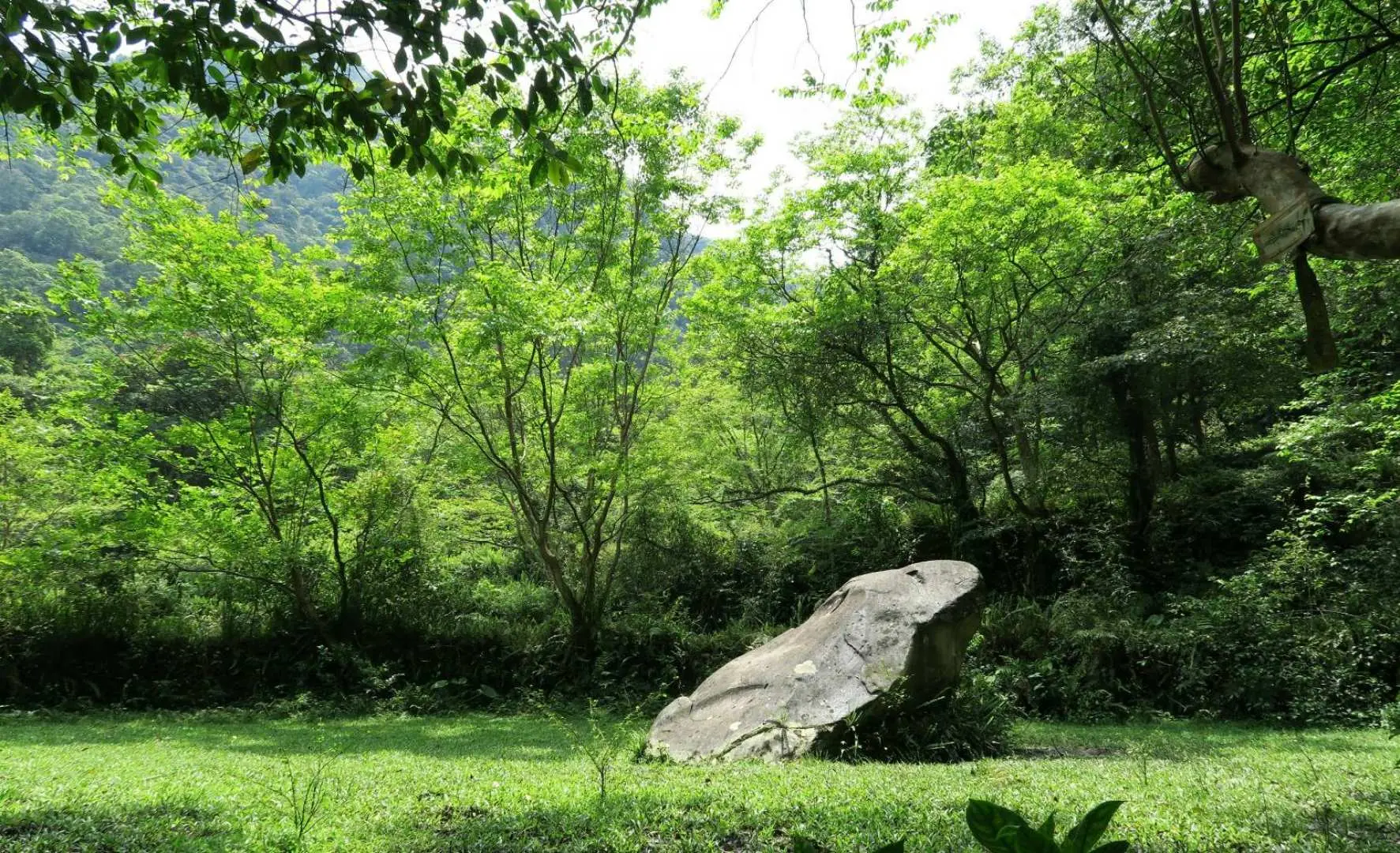 在廢梯田中佇立的蛙形巨石——青蛙石