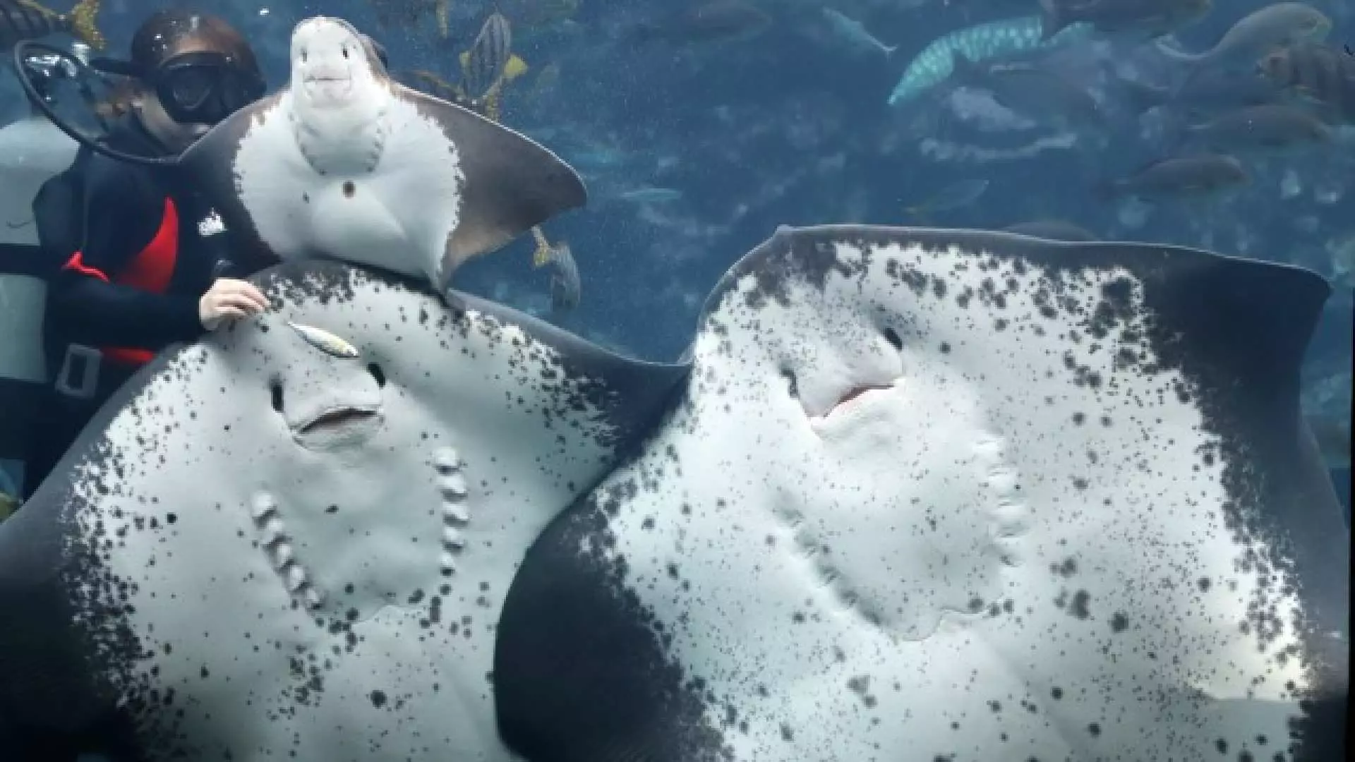 静岡県下田海中水族館の巨大水槽で、ダイバーが複数のエイと触れ合っています。背景には様々な魚が群がり、豊かで多様な海洋生態系を表現しています。
