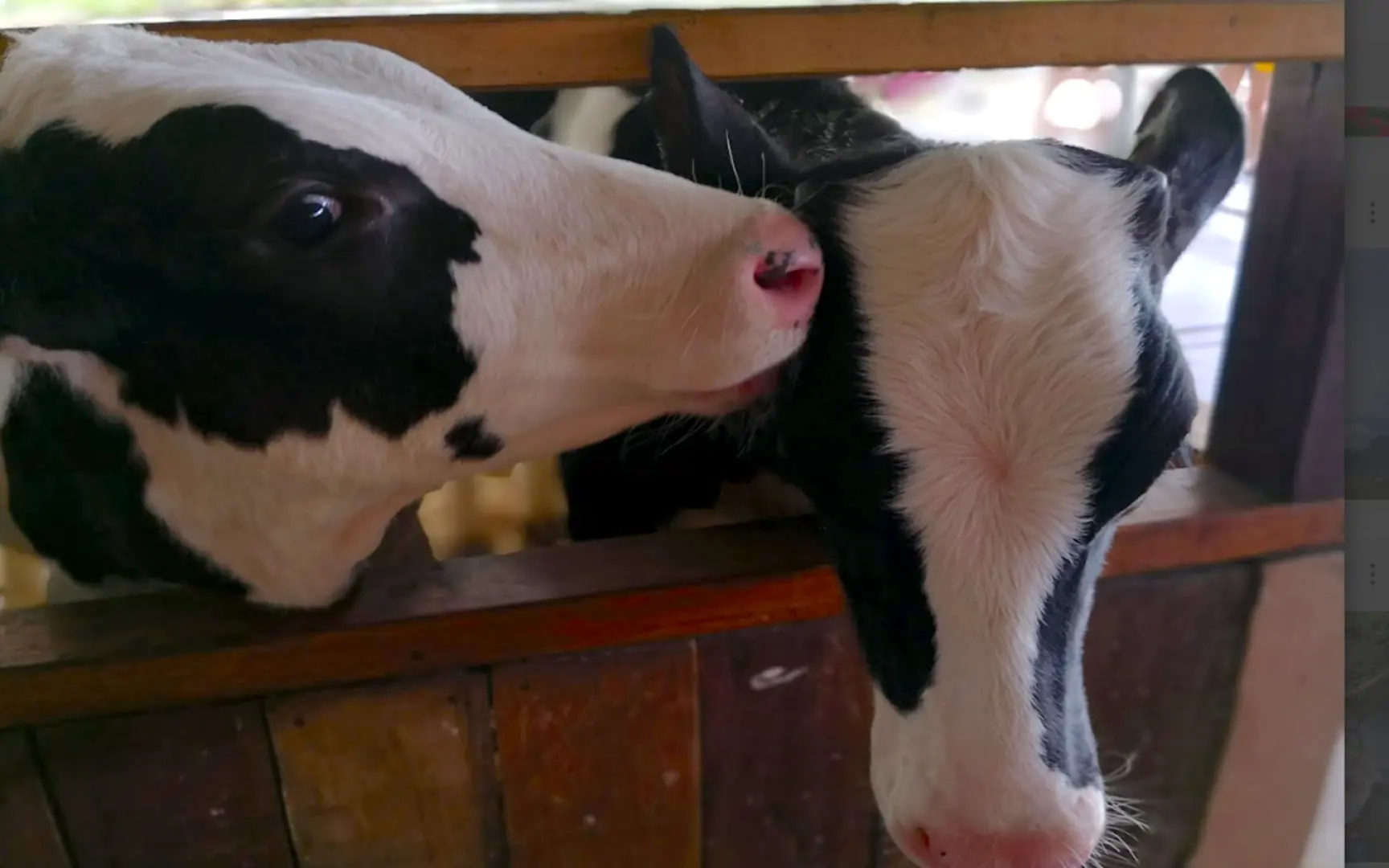 1000 – Visit the Desa Cattle Dairy Farm, discover how life is on a farm. You may purchase milk products, or experience cow feeding (at your own expenses)