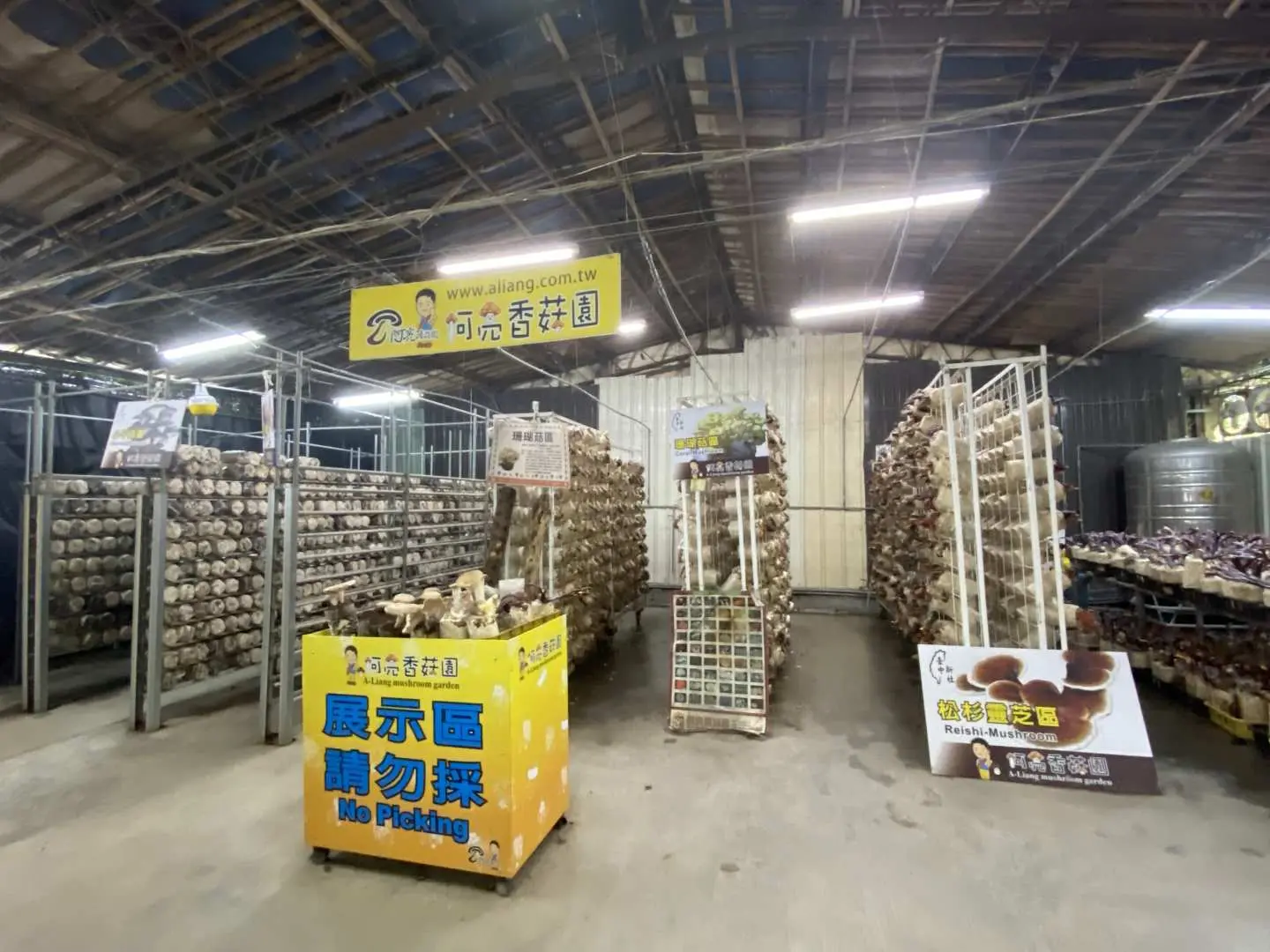 阿亮香菇園室內菇類栽培架，擺滿新鮮香菇與採摘體驗區，提供台中獨特的食農教育與觀光農場體驗。