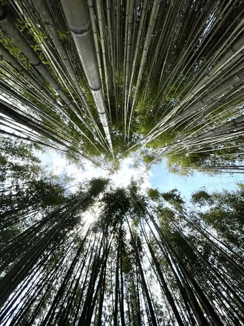 司馬庫斯竹林步道仰視視角，高聳翠綠的竹林直入雲霄，感受清幽寂靜的自然氛圍。