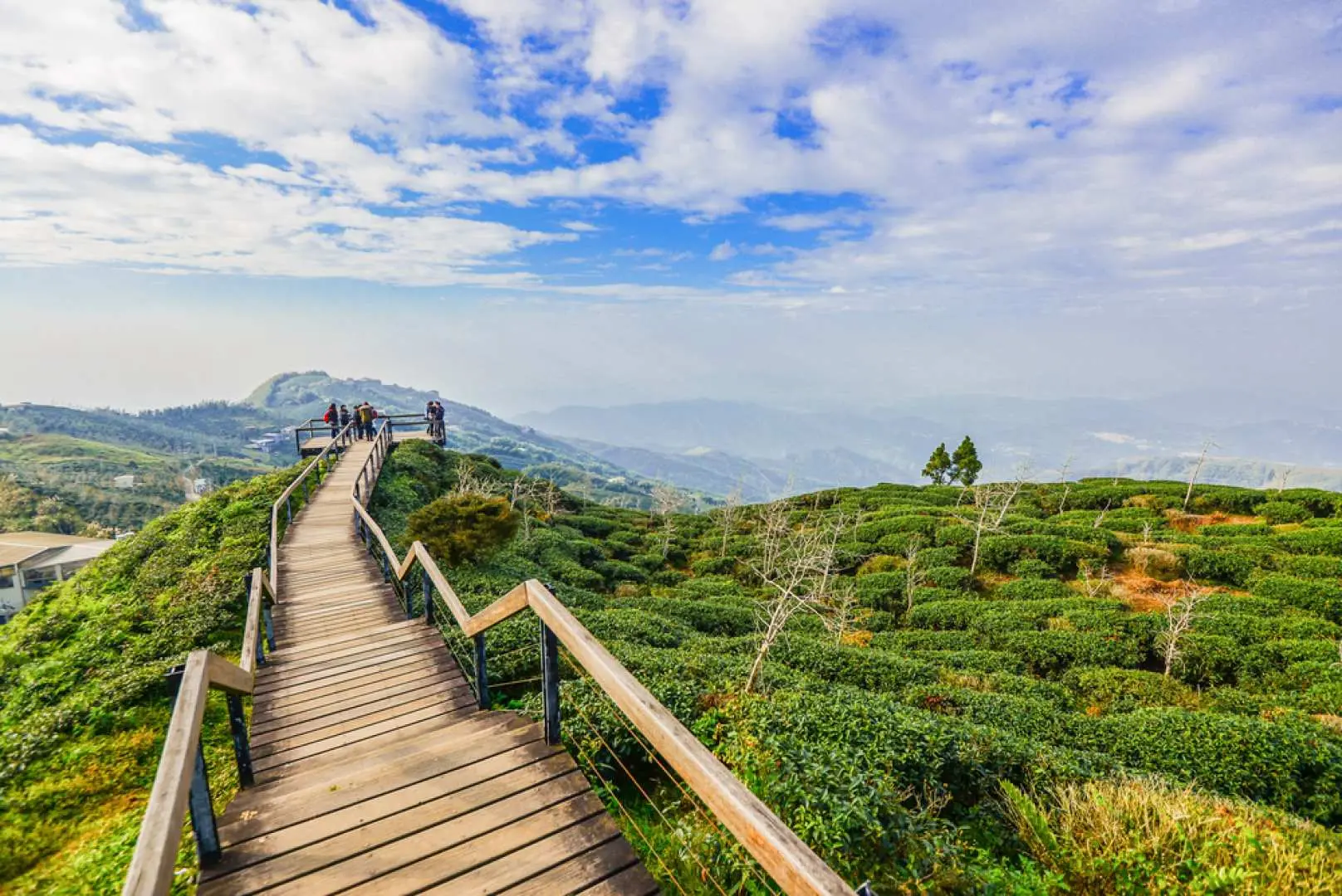 南投溪头或大仑山观景步道，蜿蜒的木栈道穿梭于翠绿茶园中，远眺层叠山峦，提供游客轻松健行与欣赏美景的体验。