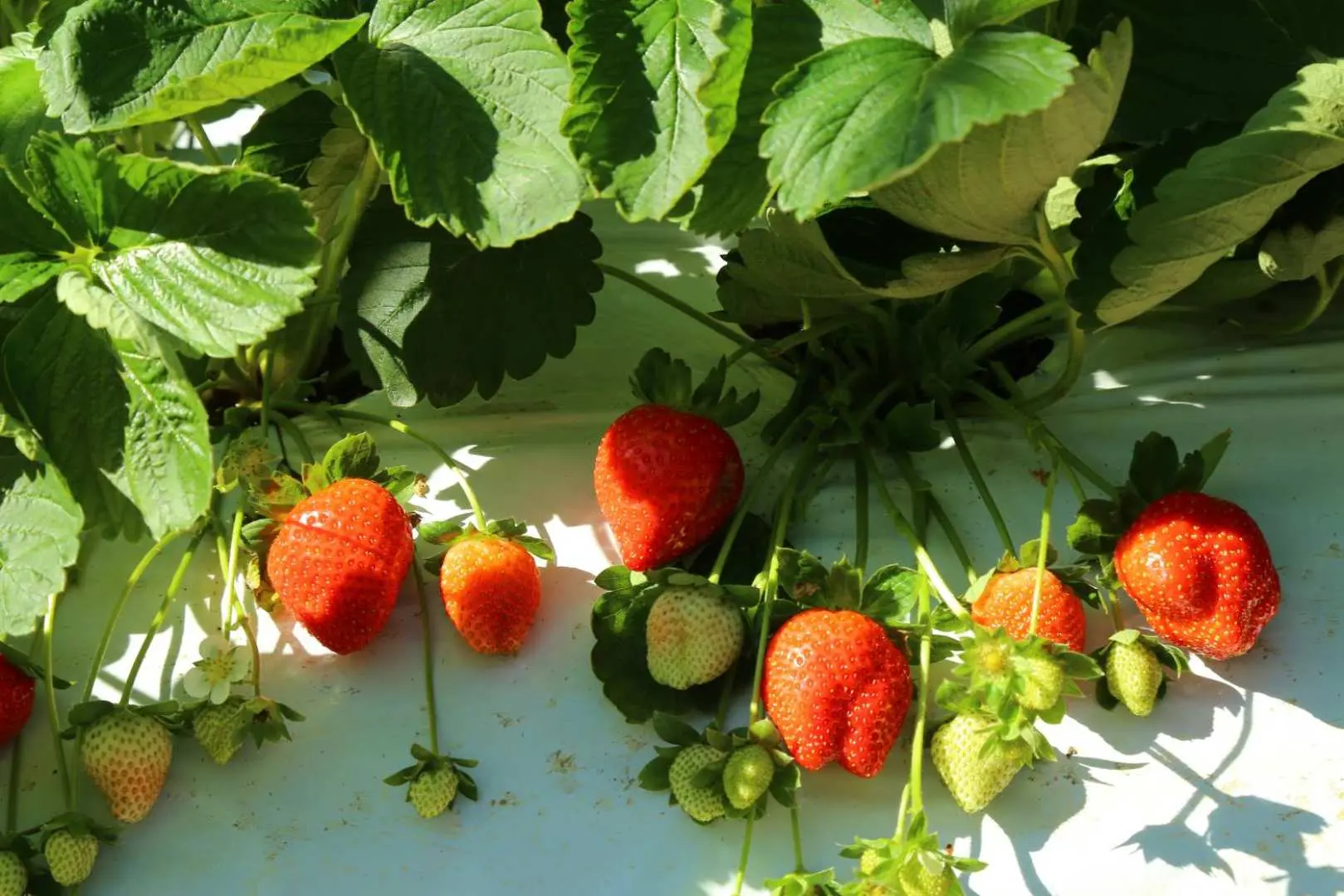 東林草莓園內，紅綠草莓在茂盛綠葉與白色地膜下茁壯成長，展現豐收的無毒有機草莓園景。