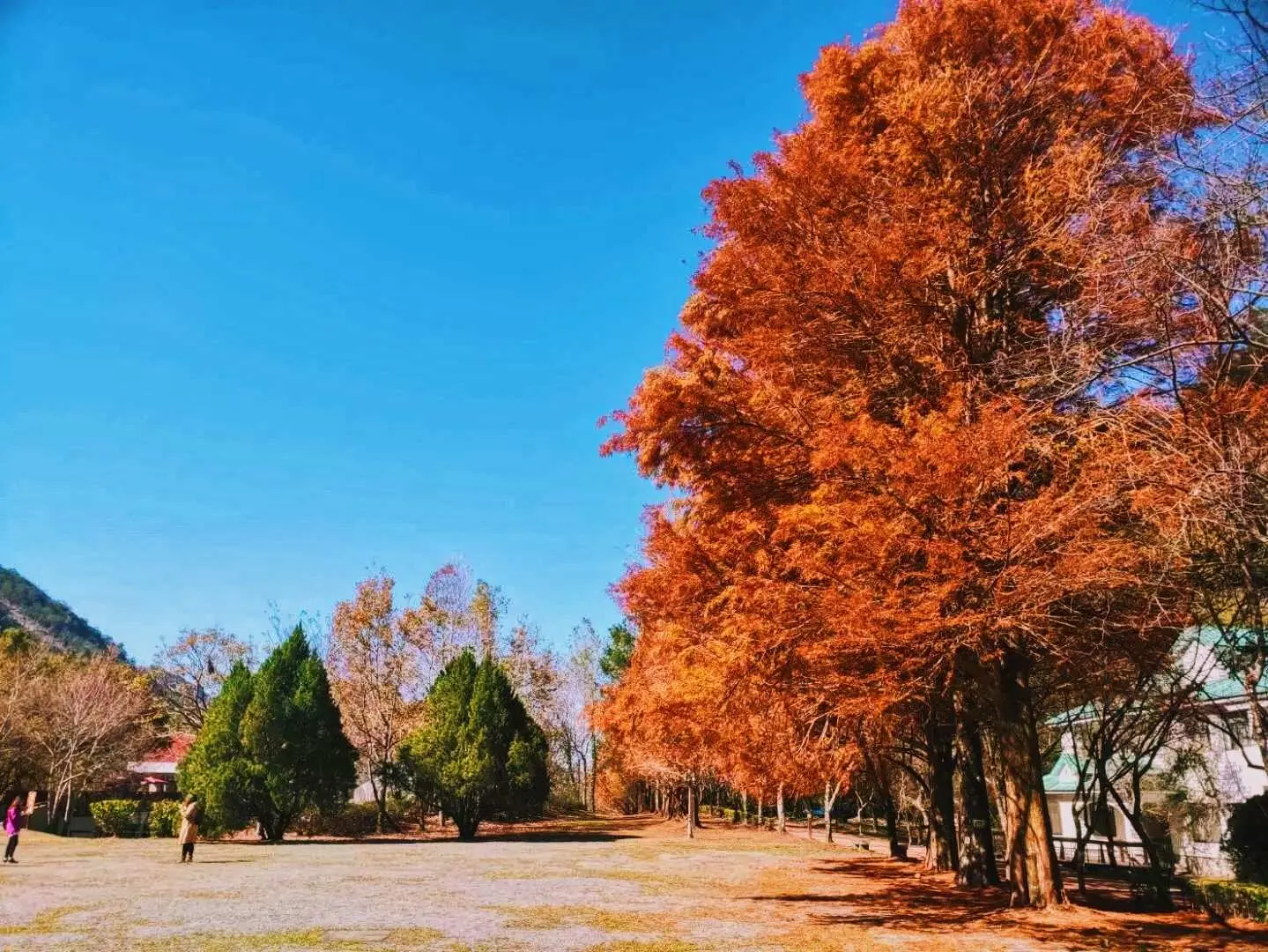 A row of vibrant orange-red cypress trees in Aowanda National Forest Recreation Area under a clear blue sky, showcasing Nantou's beautiful autumn foliage.