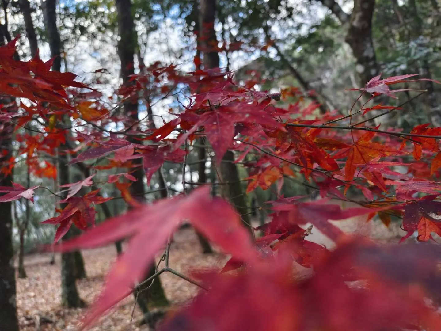 Close-up of brilliant red maple leaves on branches in Aowanda National Forest Recreation Area, showcasing the vibrant autumn colors of Nantou.