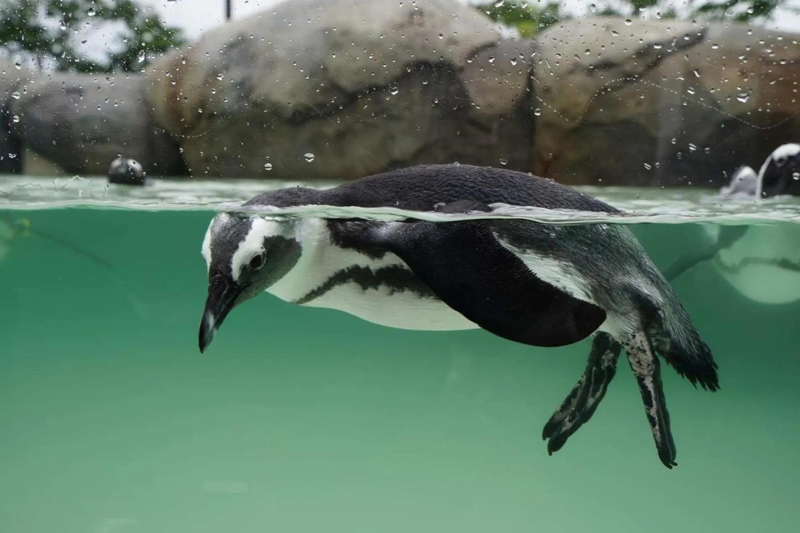 仙台うみの杜水族館の透明な水槽で、ペンギンが水中を優雅に潜り、その素早くしなやかな泳ぎを披露しています。