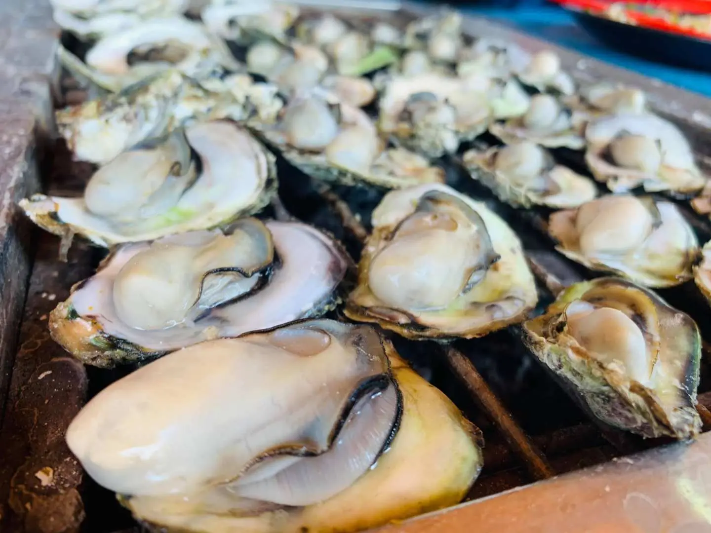 An appealing close-up of freshly shucked Penghu oysters, some raw and some lightly grilled, showcasing their plump and creamy texture, ready for a delicious tasting at Starlight Ocean Ranch.