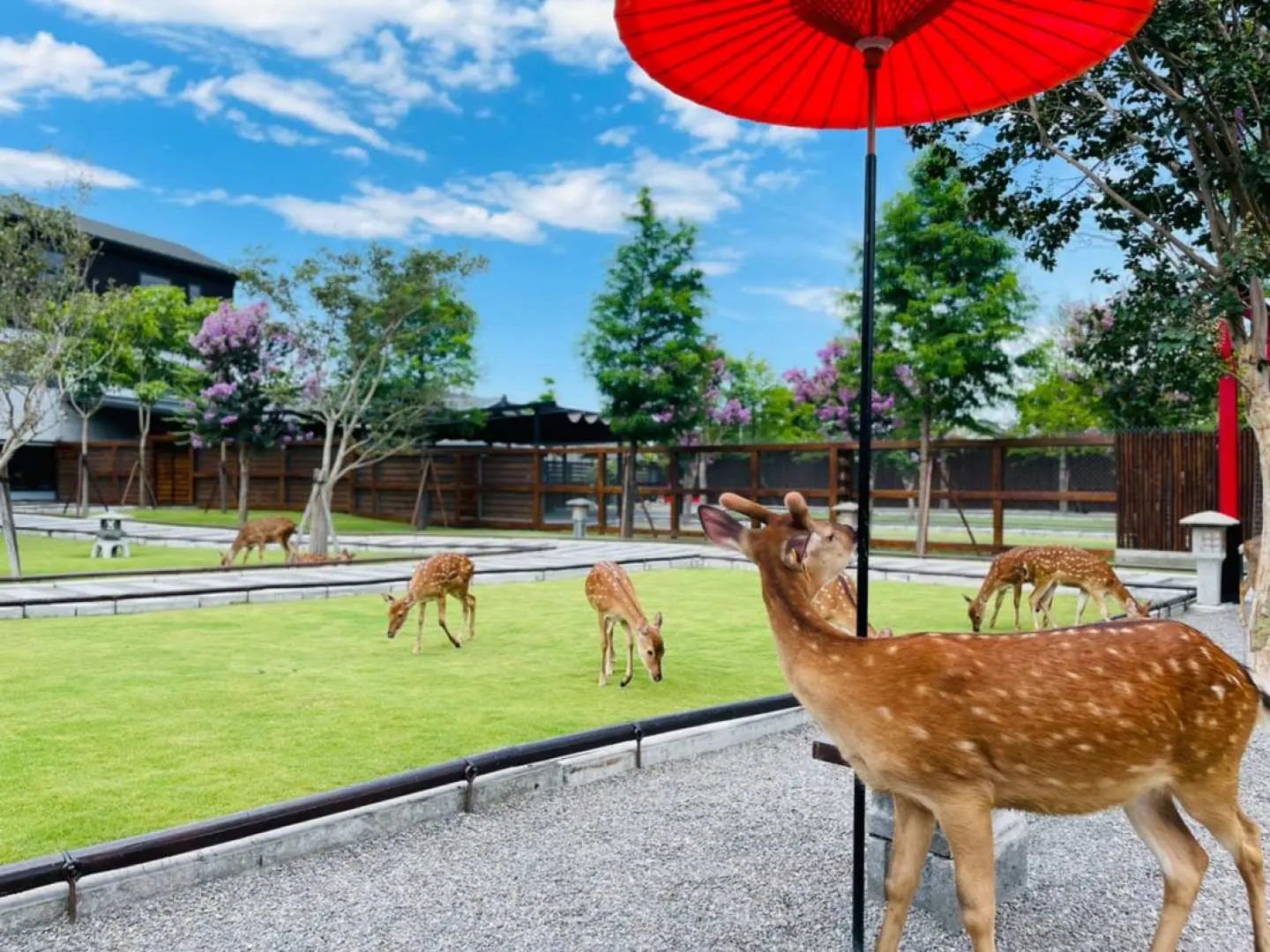 Sika deer gracefully graze on the expansive green lawn at Yilan's Zhangmei Ama Farm, with traditional architecture and a red umbrella, offering serene close-up feeding opportunities.