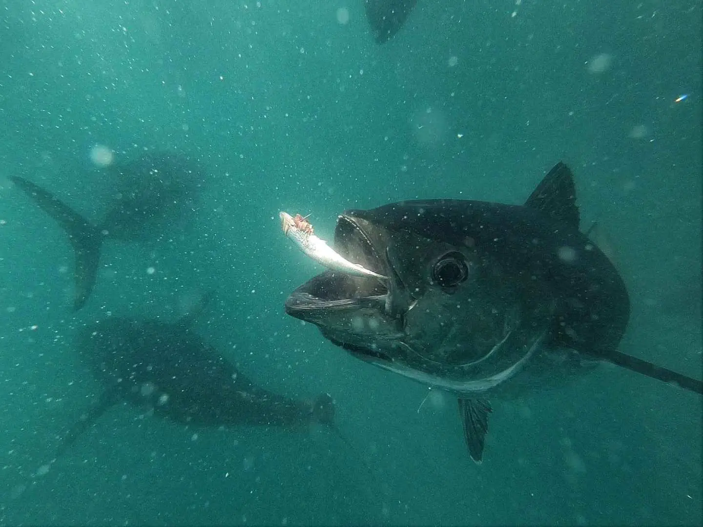 Bluefin tuna eating a smaller fish