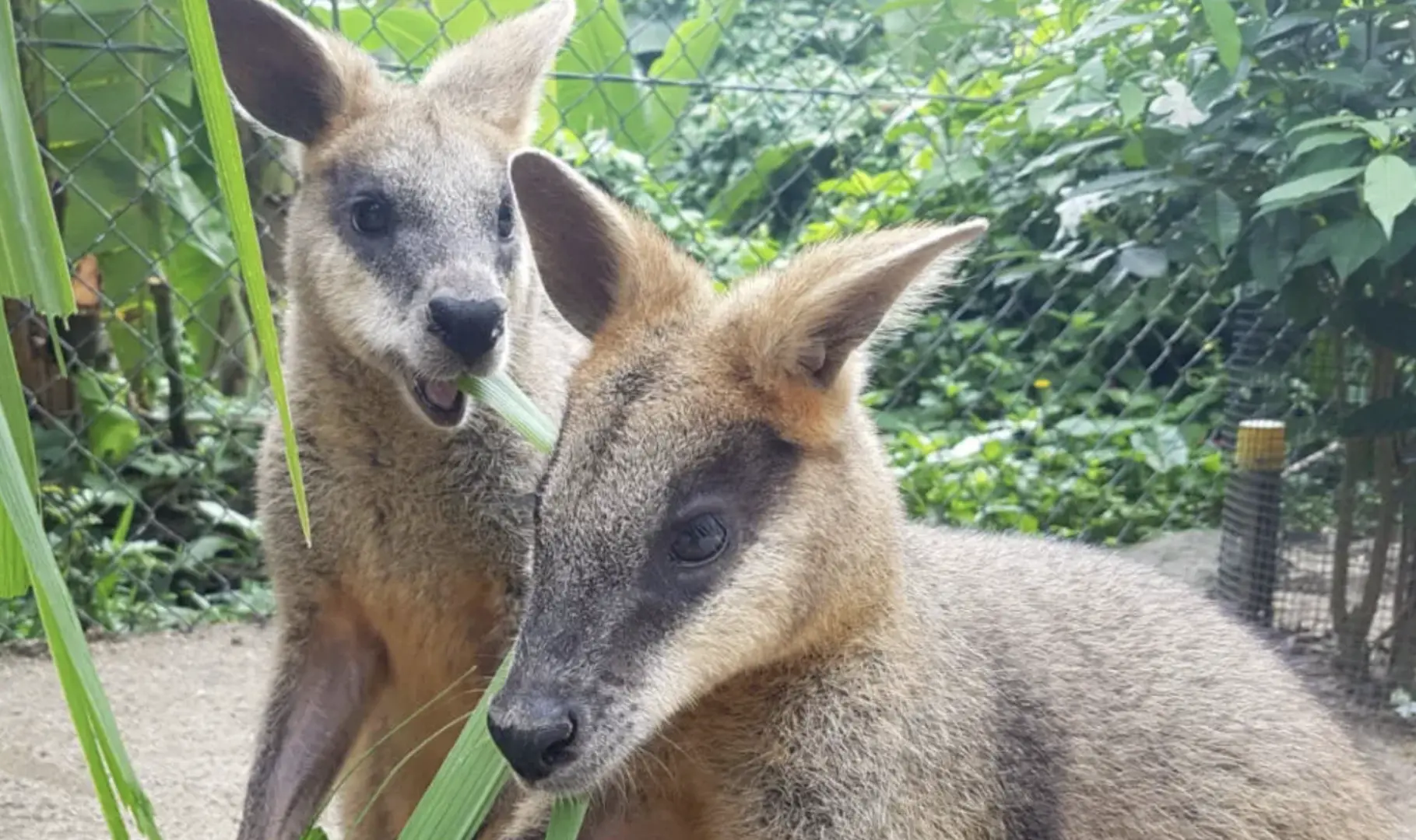 オーストラリアのキュランダコアラガーデンで、2匹のワラビーが熱帯雨林の生息地で緑の植物を食べている様子。ケアンズ近郊の豊かなオーストラリア固有の野生動物を紹介しています。