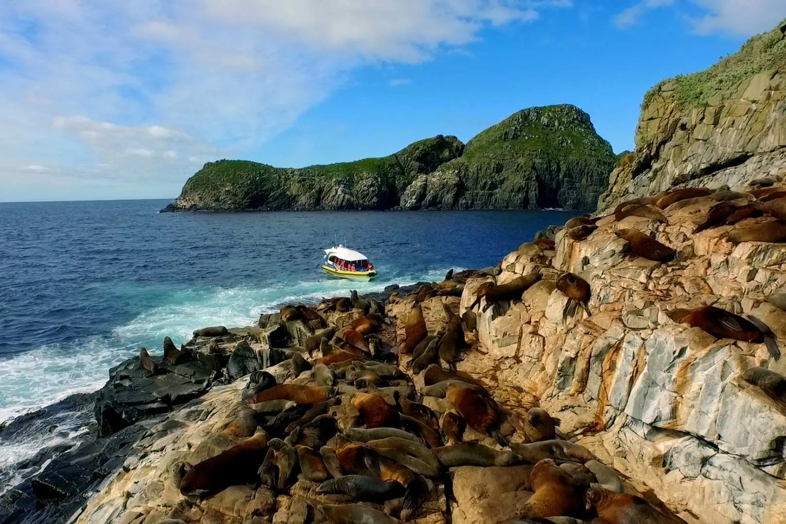 Bruny Island cruise boat sailing past a rugged rocky coastline, where numerous seals are resting on the rocks, with majestic islands and cliffs in the background, offering an up-close wildlife viewing experience.