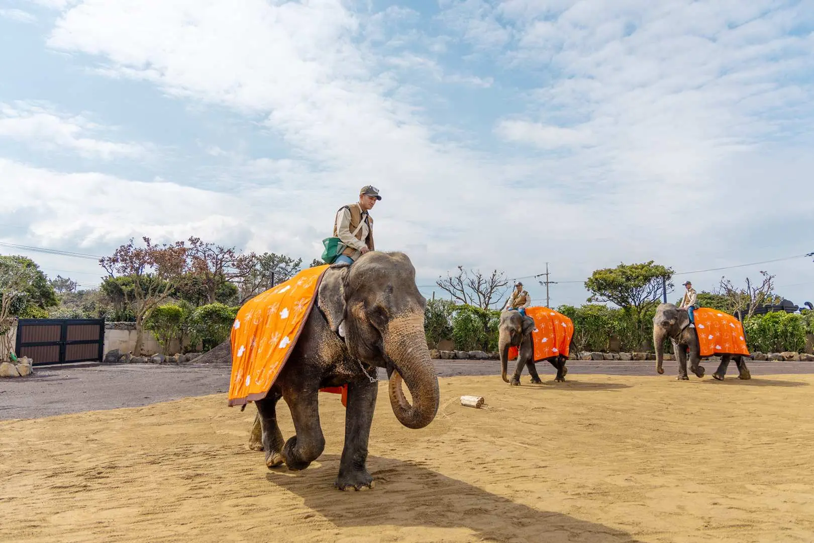 An elephant handler rides an elephant adorned with an orange blanket during an outdoor parade at Jeju Jumbo Village, demonstrating close human-animal interaction.