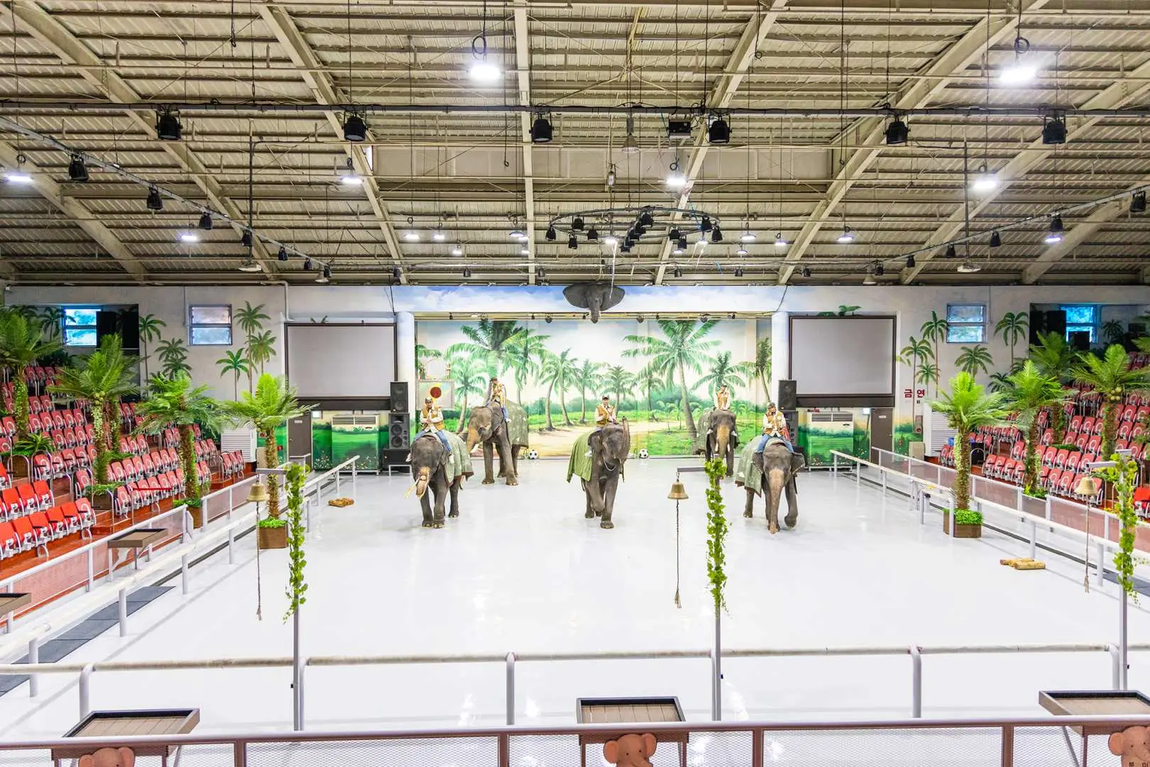 Expansive indoor arena at Jeju Jumbo Village, showcasing multiple elephants performing on the central stage with audience seating around, depicting an exciting elephant sports event.